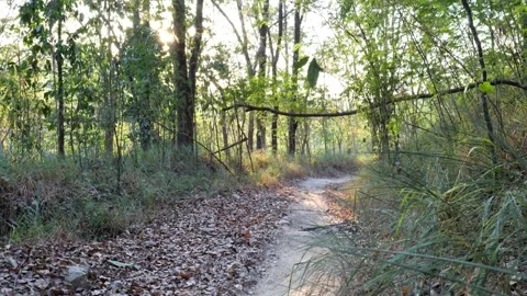 POV Walking Through a Forest Trail in Summer 4K Vídeos de archivo 341315100