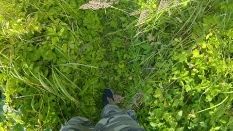 POV Walking through High Green Grass and Vegetation 4k60fps Stock Footage 135635152