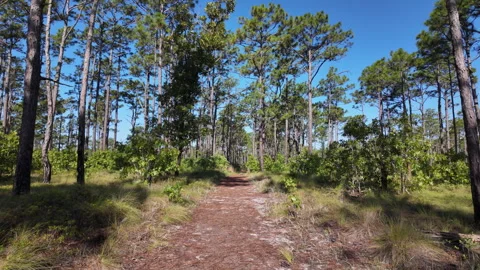 POV walking through a longleaf pine forest with sunlight filtering through Stock Footage 339057729