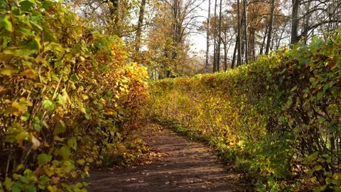 POV walking through the Maze - paths among clipped bushes of Pavlovsk Park Stock Footage 321185465