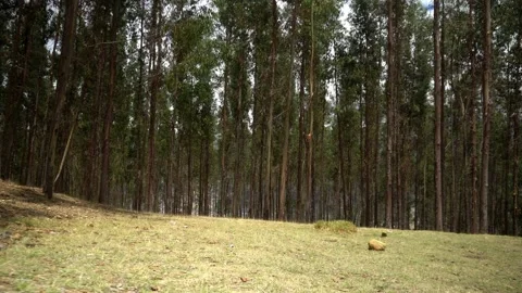 Pov walking through a pine forest with view from the floor and the grass Video stock 164559335