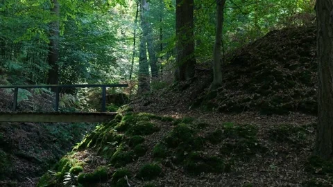 Pov walking through remote green forest with sunlight Stock Footage 320812806