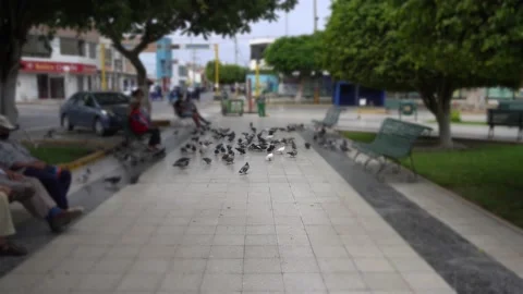 POV walking through a square with many pigeons on the way walking looking for fo Видео 197081751