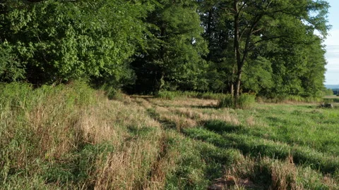 POV Walking Through Tall Grass Field at Golden Hour, Upstate New York Stock-Footage 140373165