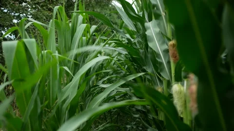 POV walking through tall green stalks of corn in a field Stock Footage 136121853