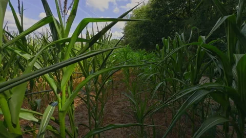 POV Walking Through Tall Maize Field Under Clear Blue Summer Sky without People Stock Footage 342347102