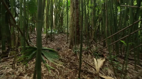 POV walking through thick bamboo forest in hawaii Stock Footage 40704112