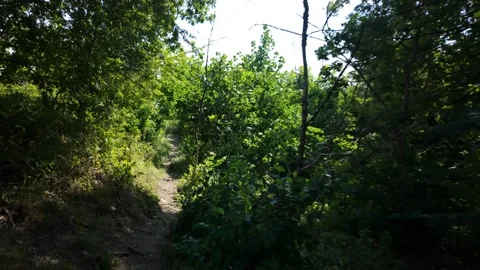 PoV Walking through the thick summer forest at Barnack Hills and Holes Видео 340286214