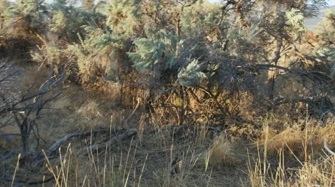 POV-Walking through thick tall sagebrush-lined trail in morning sunlight Stock Footage 54560160
