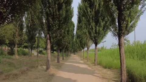 POV Walking Through a Tree-Lined Forest Path Stock Footage 319414051