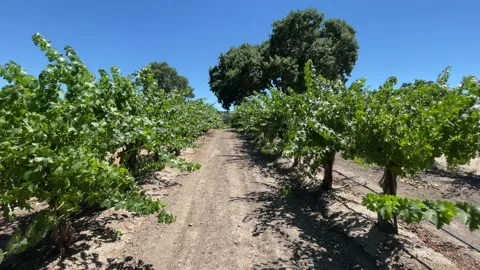 POV Walking Through Vineyard Paso Robles California 60fps 스톡 동영상 157190510