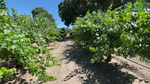 POV Walking Through Vineyard Paso Robles California 스톡 동영상 157190639