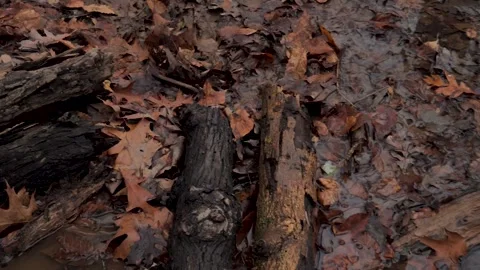 POV walking through the woods 스톡 동영상 261930633