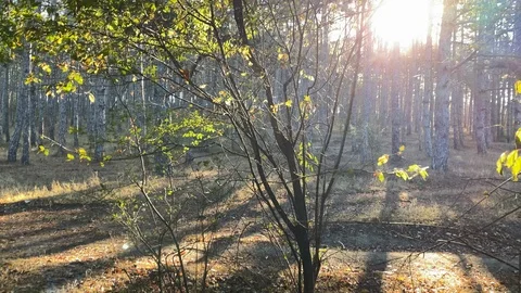 POV walking on trail in autumn forest on sunny morning. Stock Footage 124257536