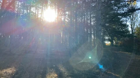 POV walking on trail in autumn forest on sunny morning. Stock Footage 124257628
