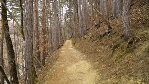 POV walking on a trail between forest, Zagreb, Croatia. Stock Footage 104519609