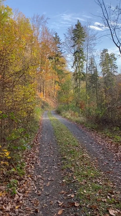 POV walking the trail in forest during autumn. Sunny day yellow leaves grass Stock Footage 244927421