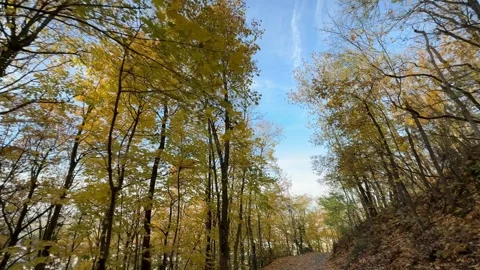 POV Walking Under Autumn Forest Trees Stock-Footage 320831774