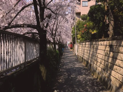 POV walking under cherry blossoms in full bloom at Meguro river, Tokyo, Japan Stock Footage 80901837