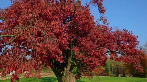 POV walking under gorgeous red tree Stock Footage 172449306