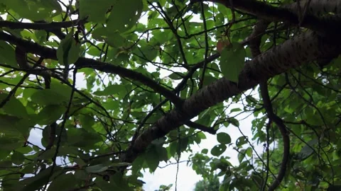 POV Walking Under Leafy Tree Canopy in Summer Garden Video stock 336747749