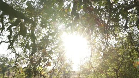 POV walking under sprawling tree branches and leaves with huge sun flare Video stock 204059864