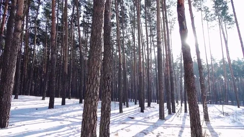 POV walking at winter forest on sunny day HD video. Snow, sun shine pine trunk Stock Footage 73124494