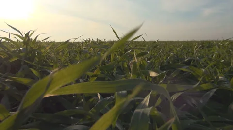 POV Walking in Winter Wheat, Running in Harvest Field, Agriculture, Sun Rays Stock Footage 34011714
