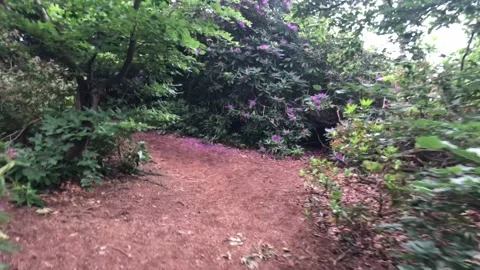 Pov walking in the woods Stock Footage 132794277