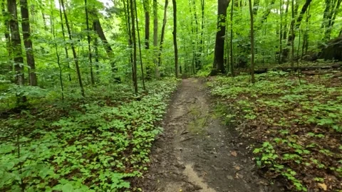 Pov walking in the woods looking up at the sunny tree canopy green leaves cl Stock Footage 212978140