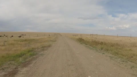 POV while driving along a narrow dirt road passing cattle looking at vehicle. Stock Footage 308587888