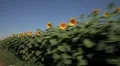 POV whipping past Sunflowers HD Footage