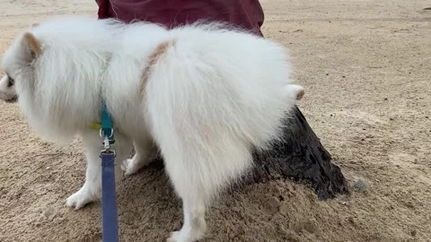 Beach Peeing Stock Video Footage Royalty Free Beach Peeing Videos Pond5