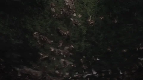 POV wide angle view of a dark bat cave with flying foxes sitting on green moss Stock Footage 237254445