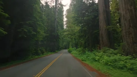 POV Windshield View Driving a Camper Van Through California Redwoods Stock Footage 341884097