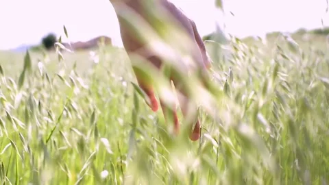 POV woman's hand touching, passing through grassy plains and plants Stock Footage 130176206