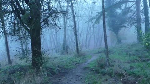 POV in the woods, mist Stock Footage 229533216