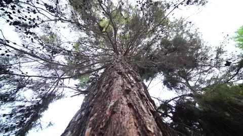 Pow angle upward from the pine tree root Stock Footage 153704171