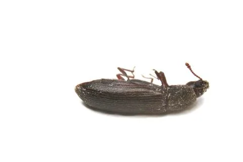 Powder Post Beetle Stock Photos