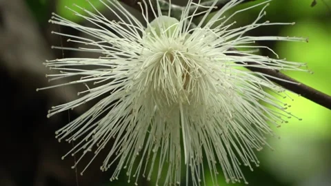 Powder-puff flower, Malaysia Stock Footage 133676891