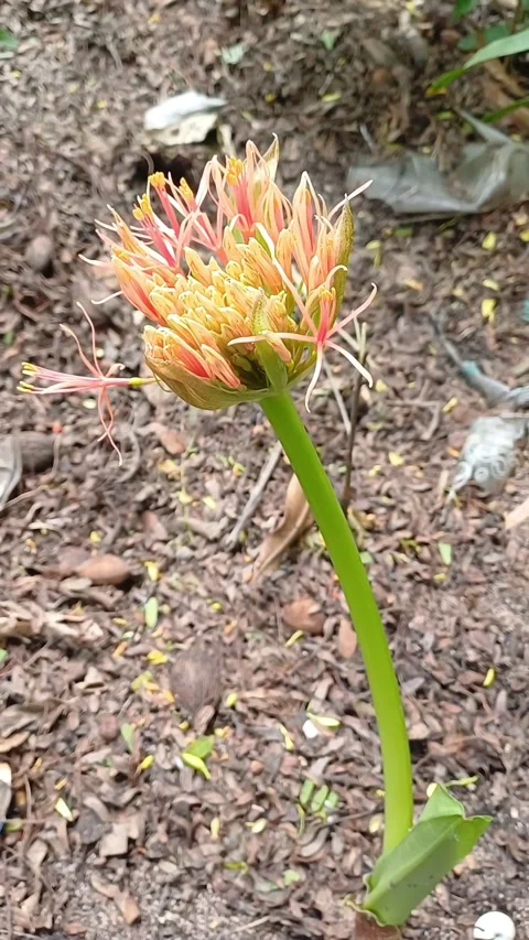 Powder Puff Lily Stock Footage 276521380