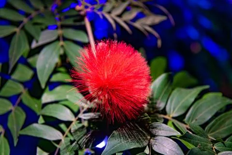 A Powder Puff Tree or Calliandra haematocephala flower Stock Photos