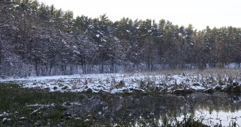 Powder snow, snow-covered trees in the background, 4K slow motion Stock Footage 163963782