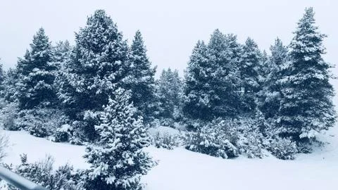 Powder tree Stock Photos