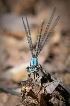 Powdered Dancer Damselfly, Stuart Morgan  Conservation Area, Massachusetts Stock Photos