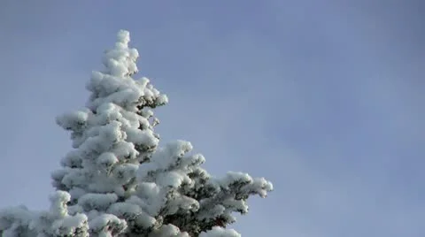 Powdered tree tops Stock Footage 10757497