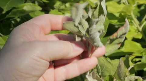 Powdery mildew on apple tree Stock Footage 11146686