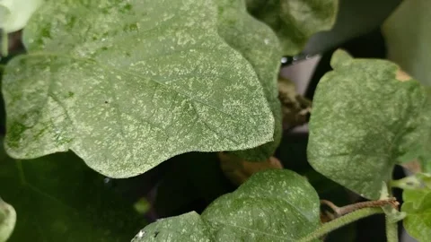 Powdery mildew disease attacks eggplant leaves Video stock 311150141