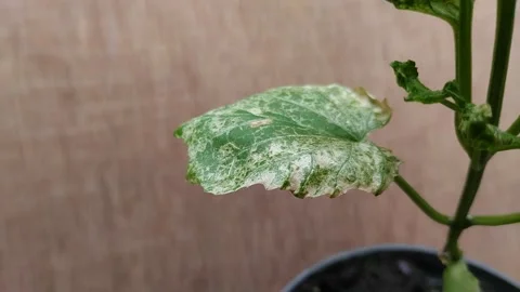 Powdery mildew Stock Footage 302153703