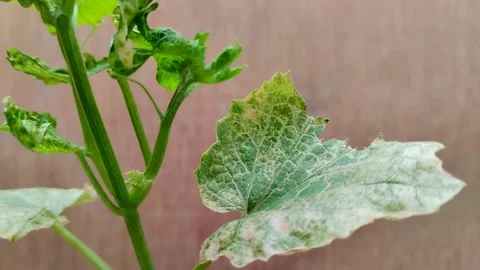 Powdery mildew Stockbeeldmateriaal 302153708